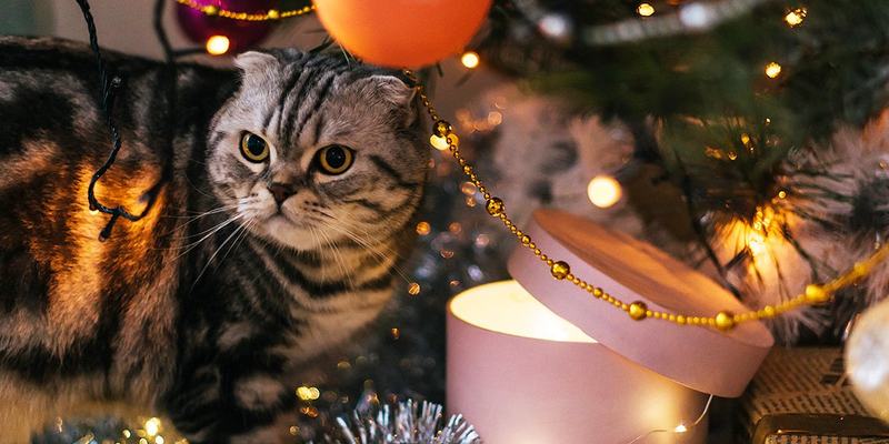 Catmas_1140x750.original