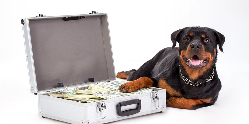 dog-guard-money-1140x750.jpg