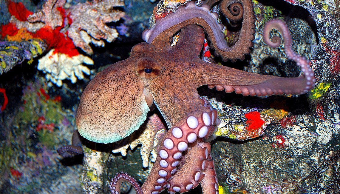 pine-octopus.original