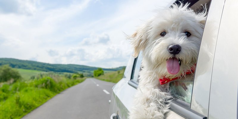 white-dog-car-HEADER-shutterstock_437791615.original